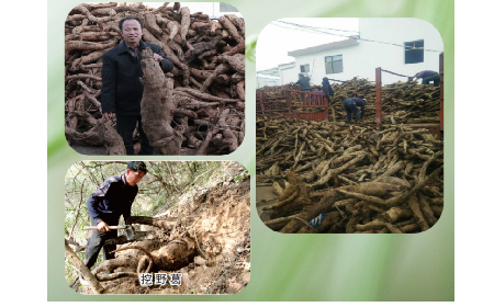 一勺野生葛根粉里的「古今對(duì)話」，從古籍記載到現(xiàn)代餐桌的清涼傳承