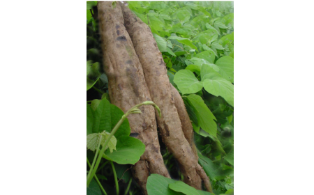 吃了這么多年的野生葛根粉，你吃對(duì)了嗎？