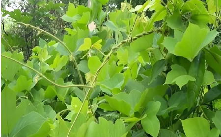 七夕寵妻狂魔就選它！二月風(fēng)雙有機(jī)野生葛根粉，健康又有文化味 
