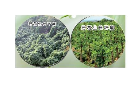 高學(xué)歷養(yǎng)生黨親測：這款雙有機野生葛根粉，憑什么成日常優(yōu)選？?