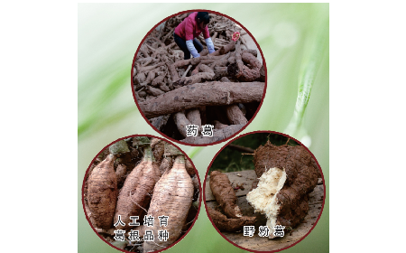 買葛粉是買野生的好？還是野生有機的好？