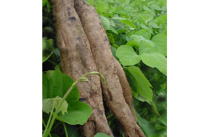 長期吃葛粉是養(yǎng)生還是傷身？科學(xué)解讀它的三大益處，讓你吃得更明白！