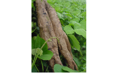 正宗的野生葛根粉，本質(zhì)是淀粉嗎？探秘千年本草中的自然饋贈(zèng)