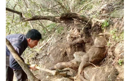 藏在隨州深山里的自然饋禮：二月風有機野生葛根粉，守護孩子純粹成長