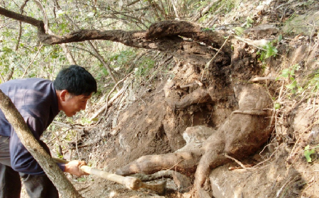 深山藏珍，二月風(fēng)正在大量收購(gòu)寒冬野生葛根