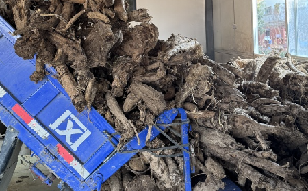 霜降采葛正當(dāng)時(shí)！二月風(fēng)大量收購(gòu)霜降葛根，以匠心護(hù)品質(zhì)、以產(chǎn)業(yè)助增收