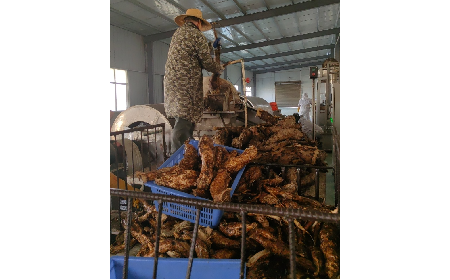 野生葛粉加工正當時，二月風匠心傳承好味道